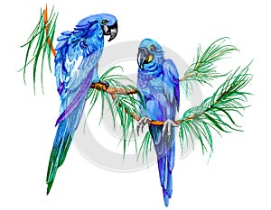 Blue parrots on a branch felt pen hand drawn illustration on white background.