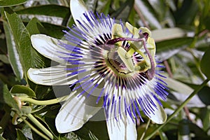 Blue passion flower