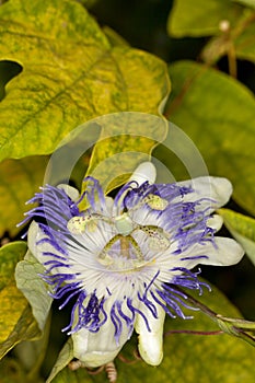 Blue Passion Flower