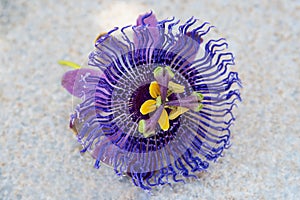 Blue passion flower