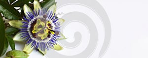 Blue passion flower. Floral background with copy space