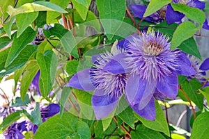 Blue passion flower