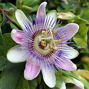 Blue Passion Flower - Passiflora caerulea