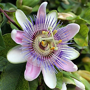 Azul pasión flor maracuyá 