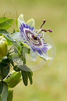 Blue passion flower