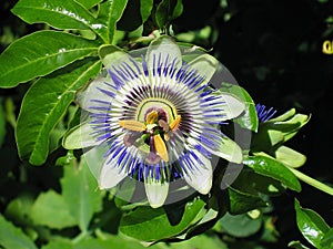 Blue passion flower, Passiflora caerulea, in Victoria, Vancouver Island, British Columbia, Canada