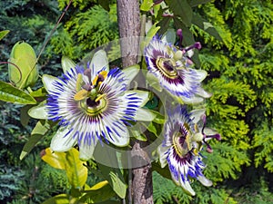 Blue passion flower (Passiflora caerulea)