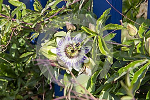 The blue passion flower Passiflora caerulea is a species of the species-rich genus of passion flowers Passiflora photo