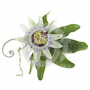 Blue passion flower  Passiflora caerulea on a white background photo