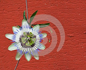 Blue passion flower