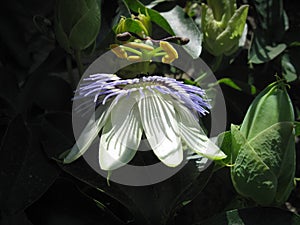 Blue Passion flowers and blossoming flowers with green leaves