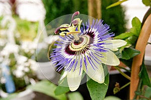 The blue passionflower