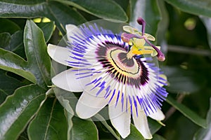 Blue passionflower Passiflora caerulea, close-up of flower