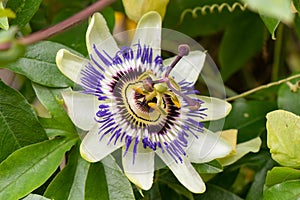 Blue passionflower Passiflora caerulea, close-up of flower