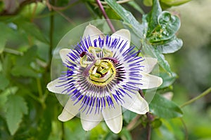 Blue passionflower Passiflora caerulea, flower in close-up