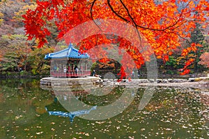 Blue pavilion situated on a pond in Naejangsan national park in republik of Korea