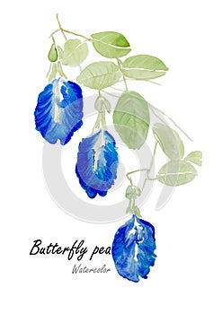 Blue pea or butterfly pea .Hand drawn watercolor painting on white background.Vector illustration