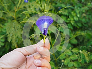 blue pea flower or butterfly pea in hand