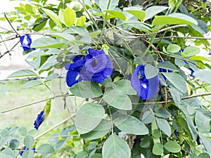The blue pea flowers with its green leaves on the razor wire