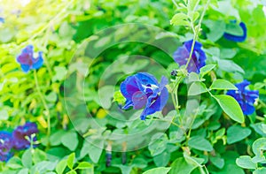 Blue pea flowers on nature background, Butterfly Pea blossom on Green background.