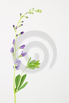 Blue pea-like baptisia flowers, leaves and stem
