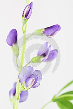 Blue pea-like baptisia flowers, leaves and stem