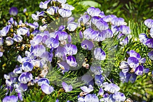 Blue Pea Psoralea Pinnata flowers