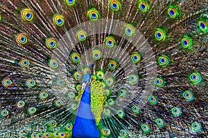 Azul pavo real 