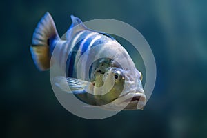 Blue Peacock Bass - Freshwater Fish photo