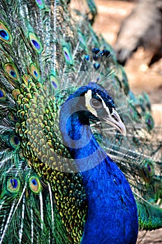 Blue peacock photo