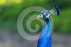 Blue Peacock Phasianidae photo
