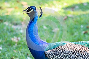 Blue Peacock Phasianidae photo