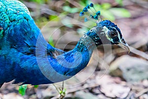 Blue peacock face