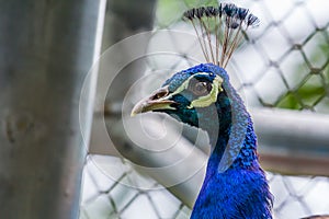 Blue peacock face