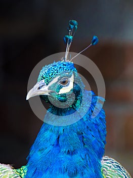Blue Peacock