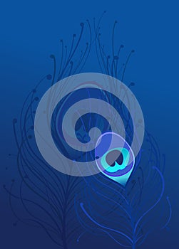 Blue peacock feather