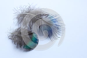 blue peacock feathers on a white background