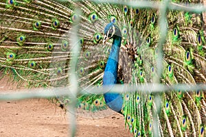 Blue peacock female, pavo cristatus, behind the corral bars