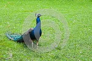 Blue peacock on green background walking through a park