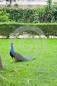 Blue peacock on green background walking through a park