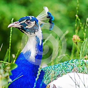 Blue peacock on green backround