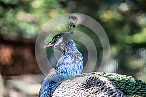 Blue peacock head