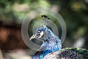 Blue peacock head