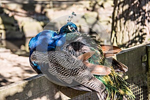 Blue peacock head