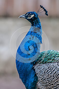 Blue Peacock head, peacock close up