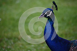 Blue peacock head portrait green background