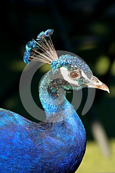 Blue peacock at the Maggiore Lake