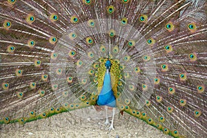 Blue Peacock. A male blue peacock with colorful open feathers filling the entire frame