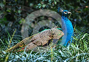 Blue Peacock Pavo Afopavo Feathers photo