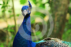 Blue peacock. photo